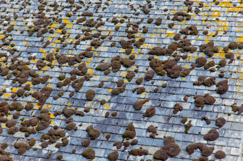 Moss on Your Roof: Why It Matters and How to Remove It Safely