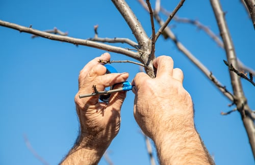 When to Prune Trees and Shrubs in the Pacific Northwest