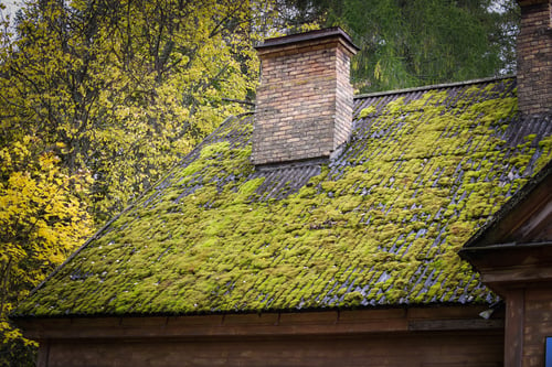 Roof Cleaning / Limpieza de Techos