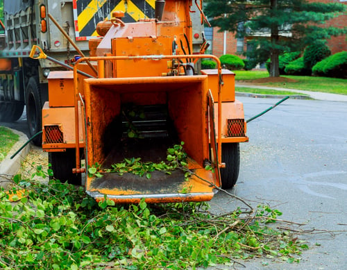Yard Clean-Up / Limpieza de Jardín